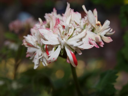 Bridgecourt - Stj�rnpelargoner.